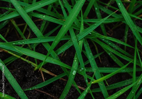 Intricate macro view of damp, vibrant green grass blades intertwined with rich dark soil, creating a lush natural field background texture, earthy, tranquil, springtime