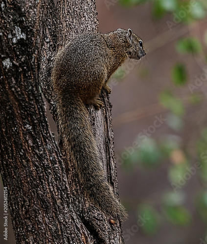 Photos Ground squirrel climbing tree trunk in natural African bushveld habitat