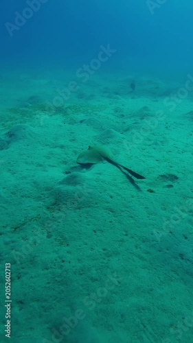 Vertical footage, Follow shot of a Feathertail ray swimming above hilly sandy seabed on the depth sea, Slow motion of Cowtail Stingray, Pastinachus floats on sands-silty bottom