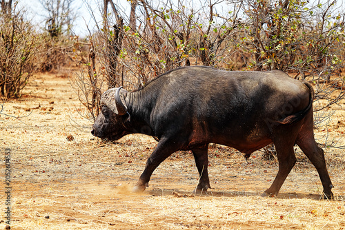 Canvastavla Cape buffalo walking through dry African bushveld with dust and natural habitat