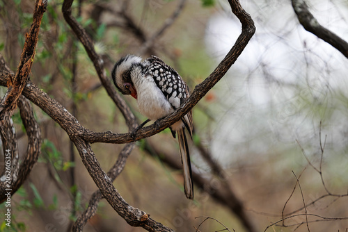Tableau sur toile Red-billed hornbill preening feathers on tree branch in natural bushveld habitat
