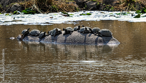 Schilderij op canvas Freshwater turtles basking on hippopotamus back in African river