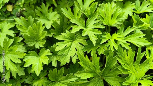 Foto Vibrant green leaves with serrated edges growing densely together outdoors