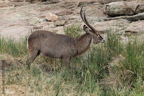 Quadro su tela Male waterbuck standing in grassy African bushveld with rocky background