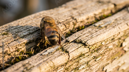 Macro close up of a honey bee resting on a weathered wooden log in warm sunlight