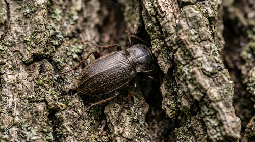 Detailed macro photograph of a dark brown beetle crawling on textured tree bark with moss
