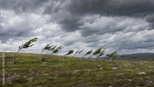 Young trees bent by wind under a dramatic cloudy sky, landscape view.