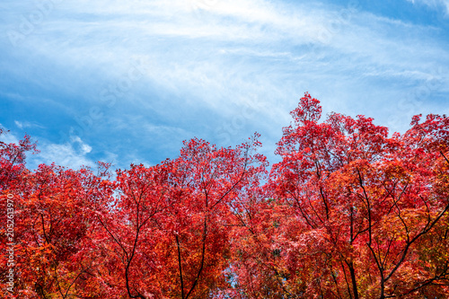 秋の紅葉、真っ赤なモミジの風景、山の中で見上げた美しい景色