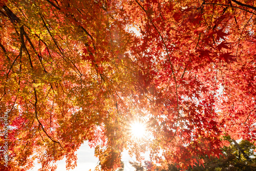 秋の紅葉、真っ赤なモミジの風景、山の中で見上げた美しい景色