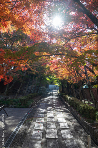 Принти на полотні 秋の紅葉、真っ赤なモミジの風景、京都の文化的な石の道