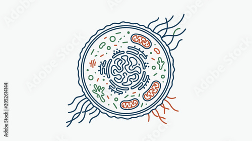 Foto Diagram of a human animal cell with organelles and nucleus.