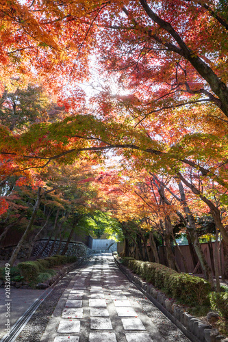 Obraz na plátne 秋の紅葉、真っ赤なモミジの風景、京都の文化的な石の道