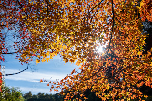 秋の紅葉、真っ赤な木々の風景、山の中で見上げた美しい景色