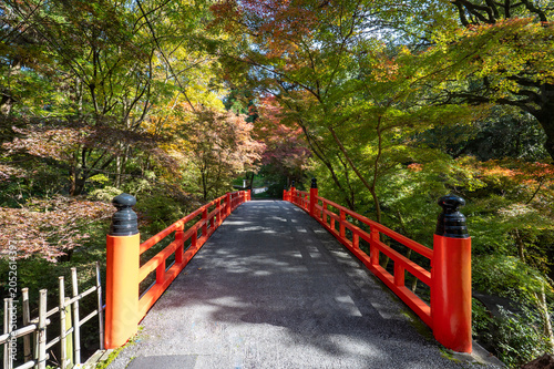 秋の紅葉、真っ赤なモミジの風景、京都のある赤い橋が美しい
