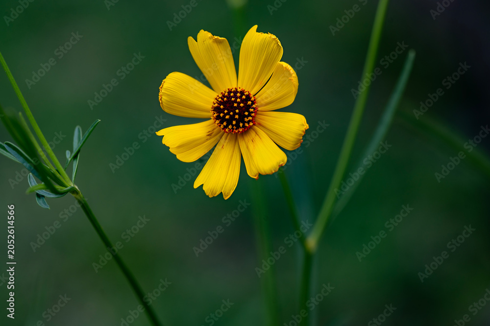 Fototapeta premium Yellow corn flower