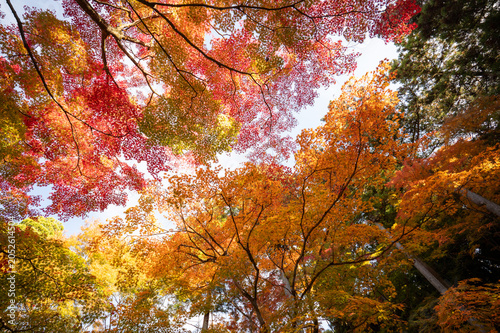 秋の紅葉、真っ赤な木々の風景、山の中で見上げた美しい景色