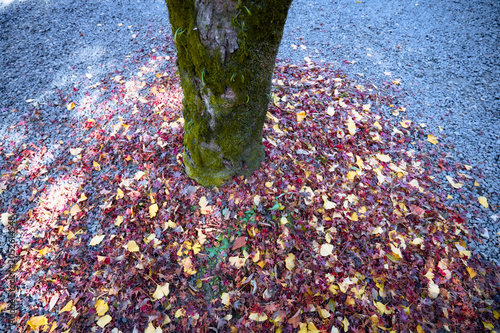 紅葉した木の根元、立ち止まり下を見る