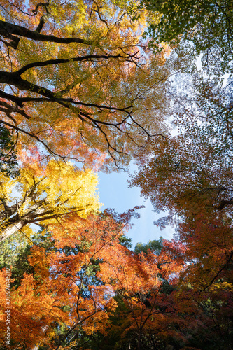 秋の紅葉、真っ赤な木々の風景、山の中で見上げた美しい景色