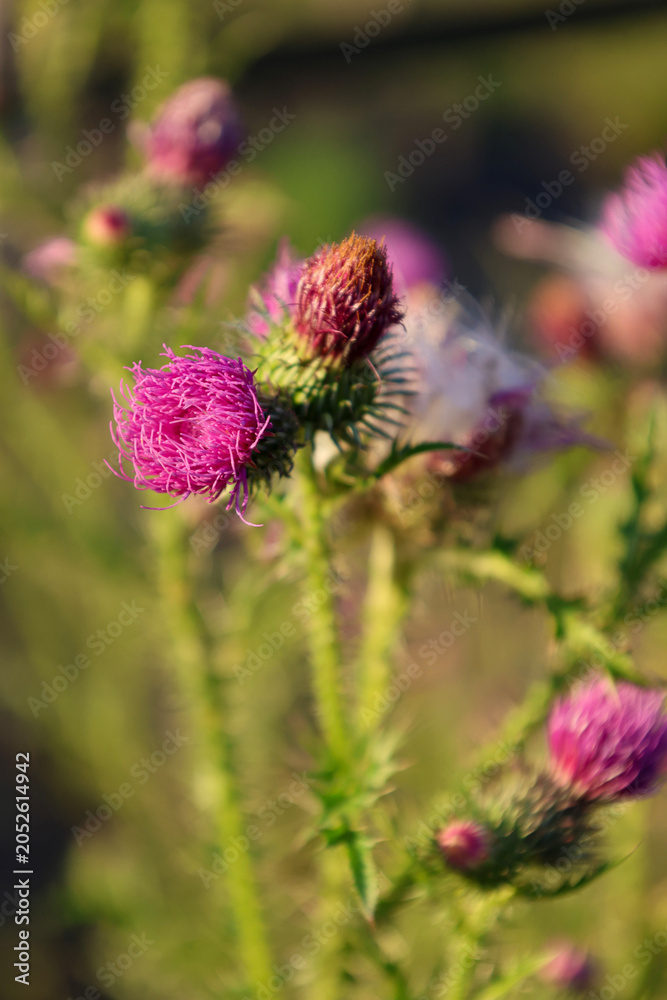 Obraz premium Pink Thistle