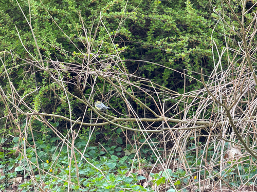 Obraz na plátne Tangled branches in dense green thicket