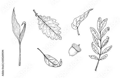 Canvas-taulu Vector set of autumn leaves