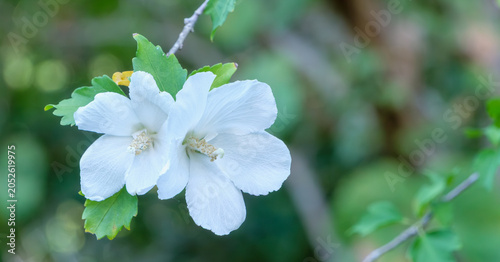 Cuadro en lienzo White Rose of Sharon Hibiscus Flowers Blooming on Branch with Copy Space