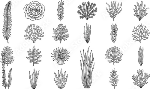 Obraz na płótnie PrintBlack and white vintage hand drawn engraving seaweed kelp algae coral and s
