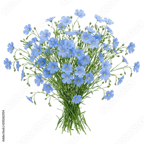 Delicate Blue Flax Flowers Bouquet White Background