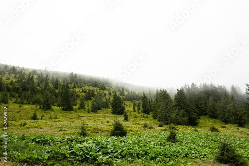 Misty forest landscape with evergreen Pine trees and green grass, in fog and after rain, Pishkonya mountain range, Carpathians mountains