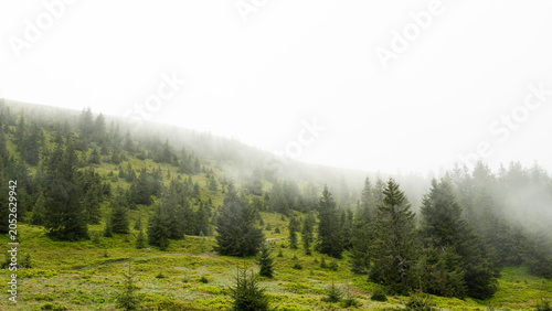 Misty forest landscape with evergreen Pine trees and green grass, in fog and after rain, Pishkonya mountain range, Carpathians mountains