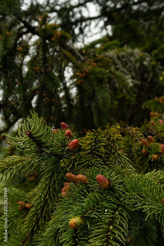 young cones, from fir, spruce, red or pink