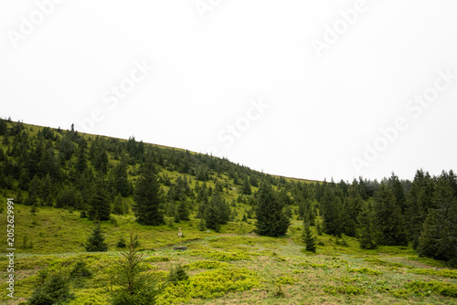 Misty forest landscape with evergreen Pine trees and green grass, in fog and after rain, Pishkonya mountain range, Carpathians mountains
