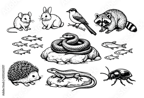 Various wild animals including a mouse, rabbit, bird, raccoon, snake, fish, hedgehog, lizard, and beetle