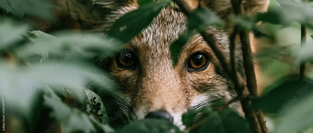 Fototapeta premium A captivating close-up of a fox hiding among the foliage, revealing its sharp gaze and wild spirit, showcasing the beauty of wildlife in natural habitats.