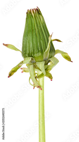 Yellow wilted dandelion on a long green stem, isolated background