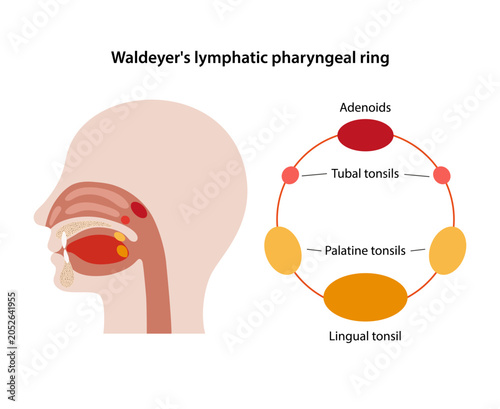 Waldeyer's lymphatic pharyngeal ring. Medical illustration of a longitudinal section of the human head with the tonsils labeled. Vector illustration in flat style isolated over white background