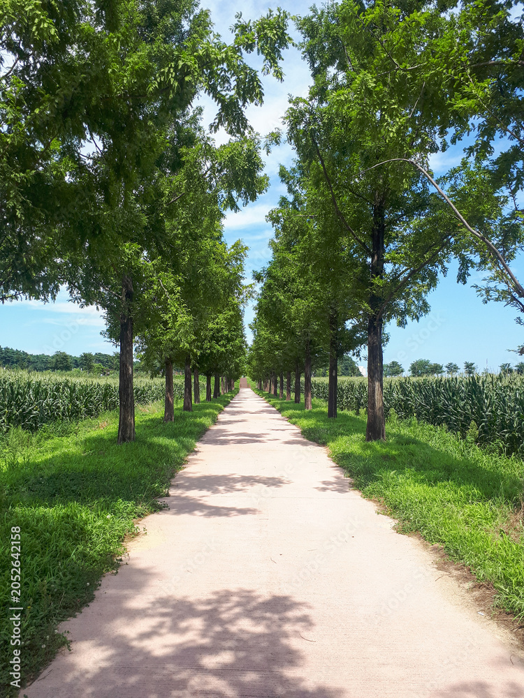 Obraz premium Tree-Lined Path Through Green Countryside