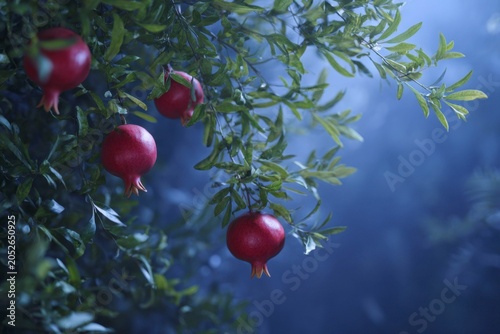 pomegranate trees and their red fruits hang under the moonlight