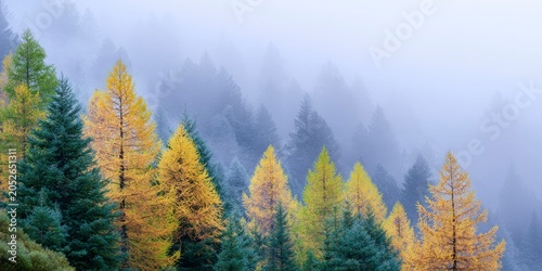 an autumn larch forest, with foggy weather and colorful trees