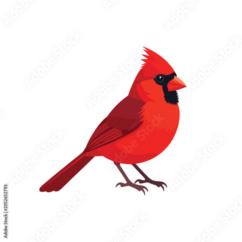 Vibrant male northern cardinal bird illustration isolated on white background.