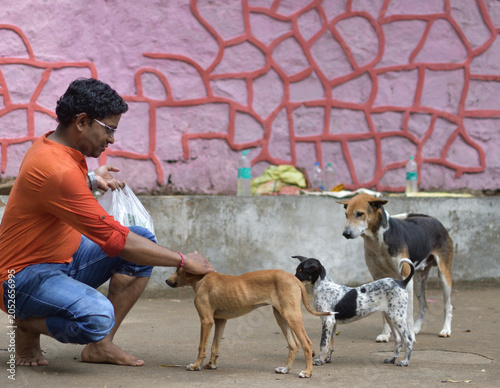 An Indian man feeding street dogs in India. Three homeless stray dogs eating on the street. A man hug his street dog. Animals welfare concept.