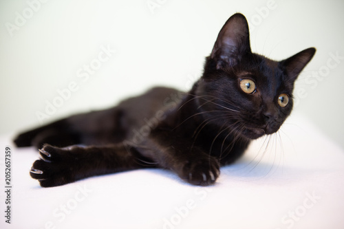 Porträt einer jungen schwarzen Europäisch Kurzhaar Katze