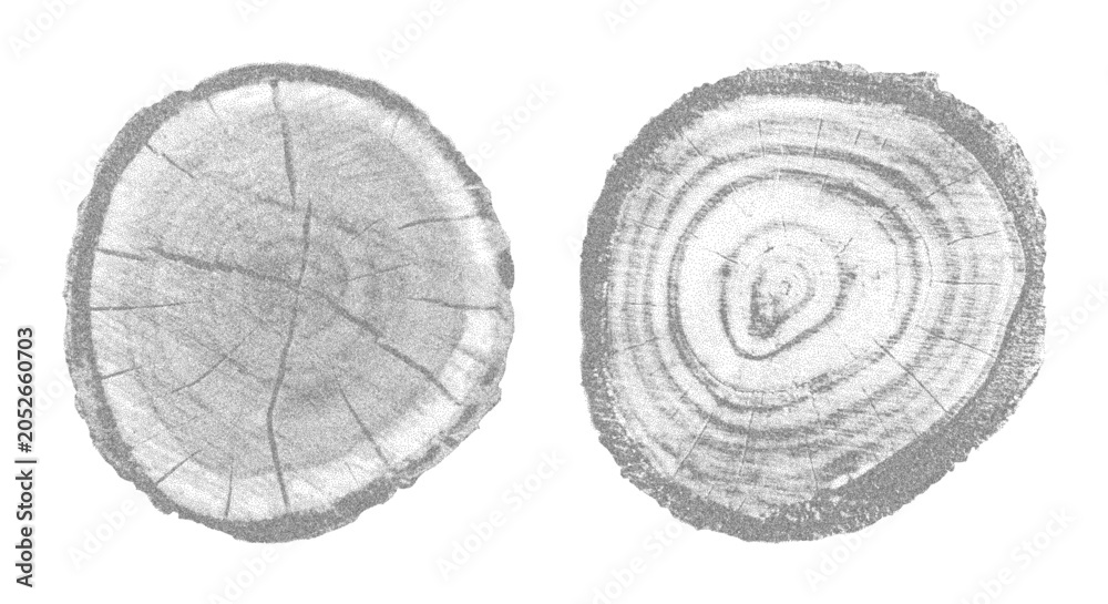 Obraz premium Natural wood texture with tree ring pattern set. Cross-section showing organic growth lines stippled circular grain structure vector illustration. Perfect for forest-themed design wooden background.
