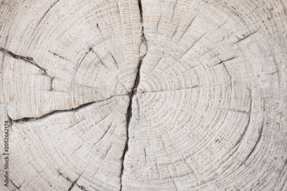 Fototapeta premium Whitewashed tree stump texture with visible tree rings and natural cracks