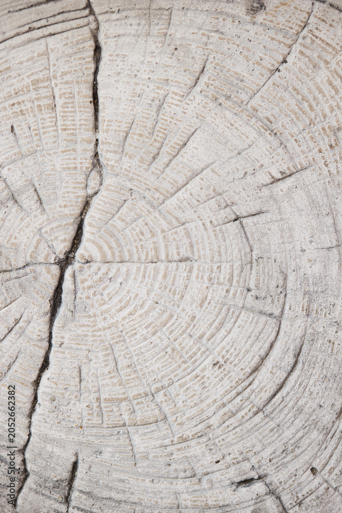 Fototapeta premium Whitewashed tree stump texture with visible tree rings and natural cracks