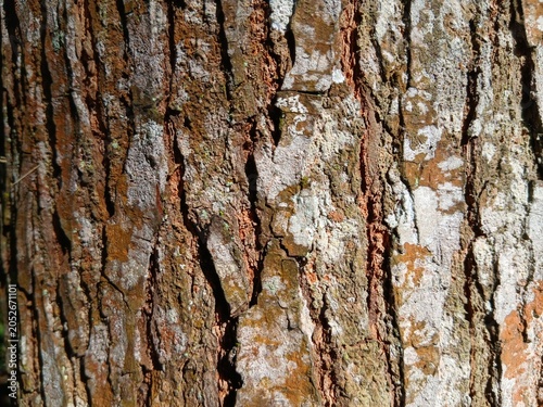 Bild auf Leinwand texture background of rough and moldy logs