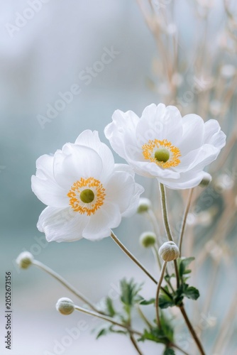 white anemone flowers, blur background