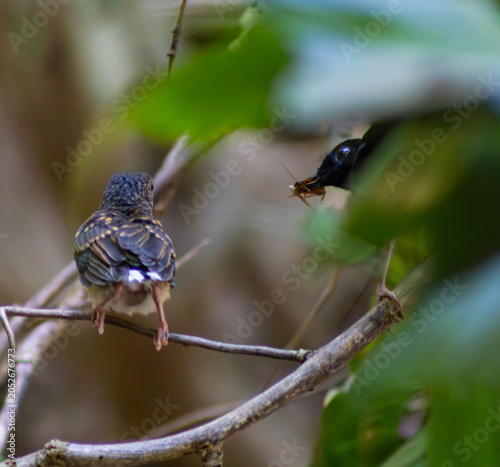 Quadro su tela Wild White-rumped Shama adult bird feeding its fledgling on a branch