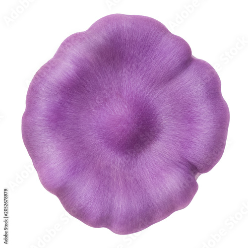 Purple Oyster Mushroom Cap Top View Isolated on White Background, Elegant Violet Fungal Texture Macro