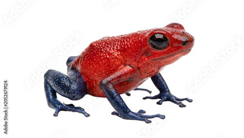 Foto Red and blue strawberry poison dart frog sitting on transparent background isola